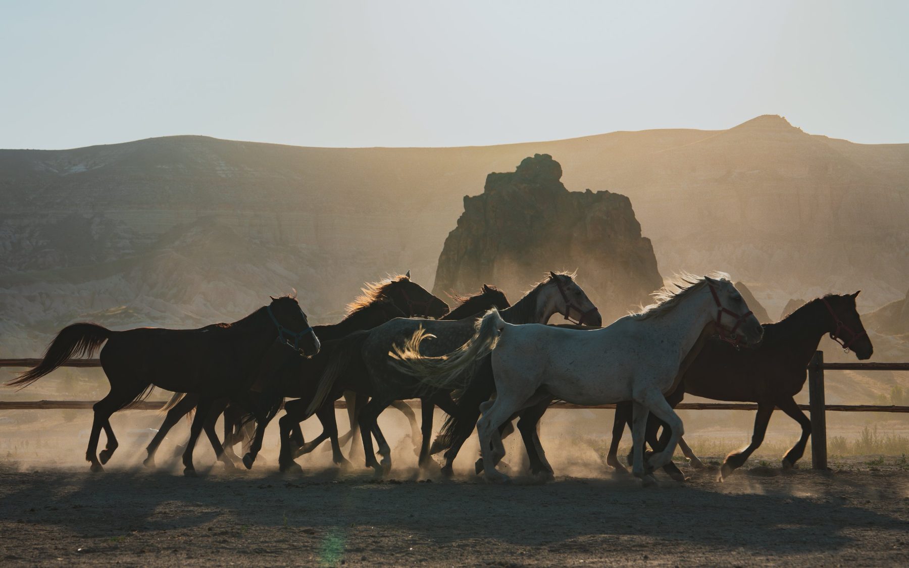 Caballos salvajes galopando entre polvo dorado en Capadocia